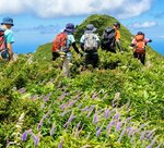 紫色のナンゴククガイソウなどが咲き乱れるお花畑