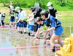 等間隔に星空舞の苗を植える児童生徒＝１１日、日野町黒坂