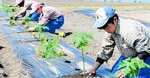 種から育てた苗を丁寧に植える生徒たち＝１１日、倉吉市大谷の倉吉農高