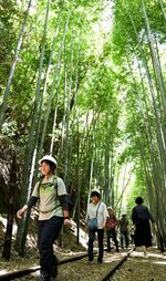 木漏れ日が差し込む竹林エリアを歩く参加者ら