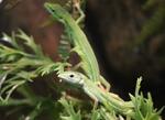　野生生物生息域外保全センターで飼育されているミヤコカナヘビ