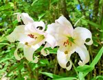 見頃を迎えているササユリの花＝２１日、香美町村岡区和池のたじま高原植物園