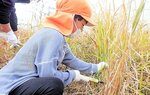 稲刈りに挑戦する園児