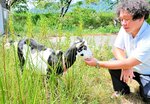 除草作業を任されたヤギの「リリ」と、将来的に農地への活用を模索する奥藤主幹＝２１日、養父市養父市場