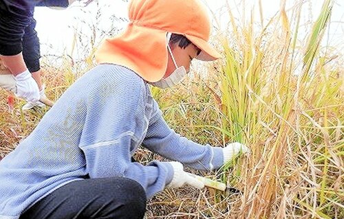 稲刈りに挑戦する園児
