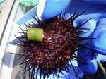 　アスパラガスの「切り下」を食べる養殖ウニ＝北海道江差町（檜山地区水産技術普及指導所提供）