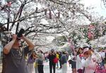 　植樹があった中国江蘇省無錫市の公園で、満開の桜を撮影する観光客＝２６日（共同）