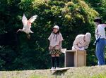 　放鳥され、羽ばたくトキ＝２８日午前、新潟県佐渡市