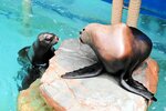 １歳８カ月になったトドのカナタ（左）。母親のハマ（右）ともうまくコミュニケーションが取れるようになってきた＝２５日、豊岡市瀬戸の城崎マリンワールド