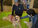  青木さん（中央）の説明を受けながらスクールドッグと触れ合う参加者＝２３日、鳥取市若桜町のとっとり震災支援連絡協議会事務所 