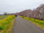 荒川沿いに続く桜並木。熊谷駅からすぐなのが魅力