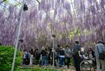 　栃木県足利市の「あしかがフラワーパーク」で見頃を迎えた「大藤」を楽しむ来場者ら＝１日午前