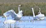 水田で羽を休めるコハクチョウ＝１９日、鳥取市気高町日光