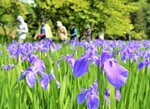 群生し、訪れた人々を楽しませているカキツバタ＝１２日、岩美町牧谷の又助池