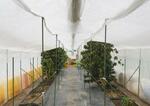 　コーヒーの木などが植えられた「川湯の森病院」の温室＝２０２４年５月、北海道弟子屈町