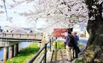 袋川に架かる鋳物師橋近くの桜土手。鋳物師橋から西へ伯耆往来が続いた