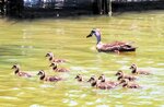 米子水鳥公園で今季初確認されたカルガモの親子＝２９日、鳥取県米子市彦名新田（米子水鳥公園提供）