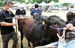 和牛の体の大きさを測定し、記録する審査員＝６日、智頭町智頭の町民グラウンド