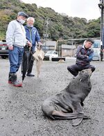 港に現れたオットセイ。思わぬ〝珍客〟に住民らが集まった＝２０日、鳥取市気高町酒津