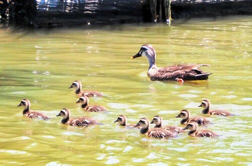 米子水鳥公園で今季初確認されたカルガモの親子＝２９日、鳥取県米子市彦名新田（米子水鳥公園提供）