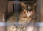 　ツシマヤマネコの「ひかり」＝４月、長崎県対馬市