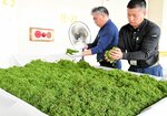 作業台に乗せて送風機などを使い、朝露を取り除くＪＡ職員＝２２日、朝来市和田山町枚田のＪＡたじま和田山営農生活センター