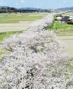 倉吉市街に向かって伸びる桜並木。線路跡の遊歩道に沿って約３．９キロ続く光景は圧巻＝４日、鳥取県倉吉市小鴨付近