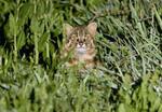 　長崎県対馬市北部で草むらからカメラの前に姿を現した野生のツシマヤマネコ＝２０１５年４月