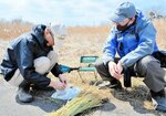 平山さん（右）の田んぼで、種もみをネットに入れる参加者