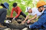 登山道脇の「水たたき工」を整備する参加者＝１７日、大山町大山の夏山登山道