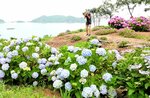 林道沿いで美しく咲き誇るアジサイ