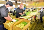 白ネギの選別作業、長引く高温の影響で生育が遅れ、出荷量は例年を大きく下回っている＝米子市富益町のＪＡ鳥取西部白ねぎ共同選果施設