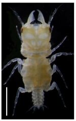 田後沖で見つかった新種・タジリウミクワガタ（山陰海岸ジオパーク海と大地の自然館提供）