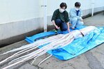 生徒たちが捕獲したダイオウイカ＝１２日、兵庫県香美町の香住高