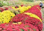 見頃を迎えた赤色や黄色のドーム菊＝６日、香美町村岡区寺河内