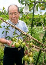 接ぎ木で実を付けたリンゴ（手前）と親木の梨の実（右上）