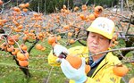 収穫の最盛期を迎えたこおげ花御所柿＝２９日、八頭町大門