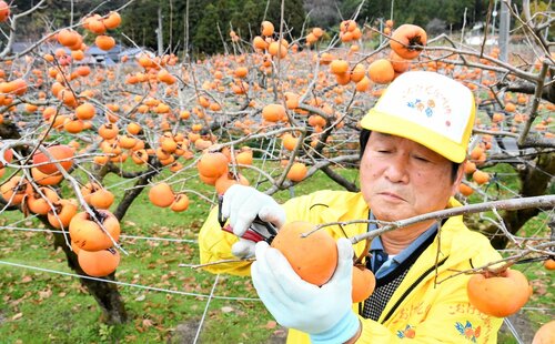 収穫の最盛期を迎えたこおげ花御所柿＝２９日、八頭町大門