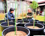 倉吉市内のワイン愛好家らの自宅などで育てられるワイン用ブドウ「ヤマ・ソーヴィニヨン」の鉢植え＝北栄町江北