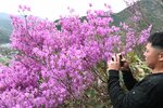 鮮やかな色合いのミツバツツジを写真に収める観光客＝１４日、用瀬町用瀬の愛宕山公園