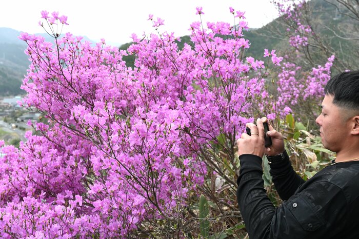 鮮やかな色合いのミツバツツジを写真に収める観光客＝１４日、用瀬町用瀬の愛宕山公園