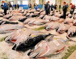 境漁港に水揚げされたクロマグロ＝５月２１日、境港市昭和町