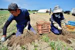 ラッキョウを手作業で掘っていく天野さん（左）ら＝１５日、北栄町西園