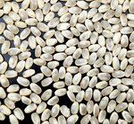 鳥取県農業試験場で今年収穫されたコシヒカリ。昨年収穫されたものより白く濁った粒が目立つ（提供）