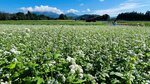 大山南壁を望む畑で白い花を咲かせるソバ＝１３日、鳥取県江府町貝田