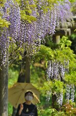 見ごろを迎えた１００メートル続くフジ棚のフジ＝１日、鳥取市桂見のとっとり出合いの森