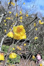 黄色い花を咲かせ、甘い匂いを漂わせるロウバイ＝１９日、鳥取市桂見のとっとり出合いの森