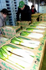 ＧＩ登録された伯州美人の出荷作業、ブランド価値向上が期待される＝２０１７年１２月、米子市内