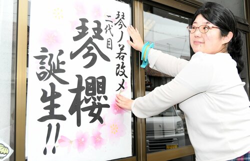 「琴桜」の襲名を祝う張り紙を掲示する琴桜記念館のスタッフ＝３０日、倉吉市魚町