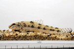 淀川で約３０年ぶりに再発見されたツチフキ（大阪府立環境農林水産総合研究所提供）